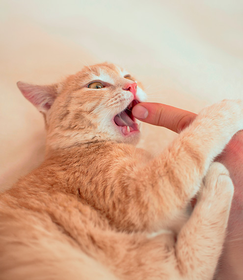 entender el comportamiento de mi gato